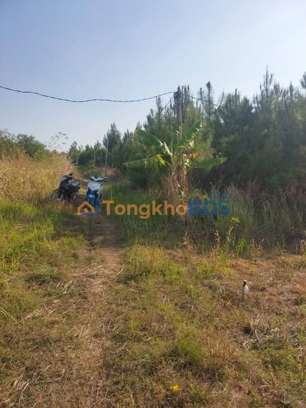 Bán Gấp Farm 40.000m² View Ruộng Đẹp Tại Đắk Rơ Wa, Kon Tum