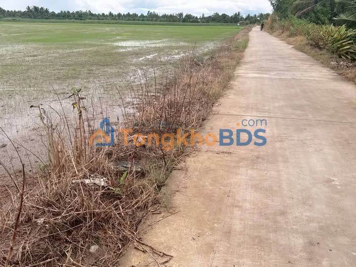 Bán Gấp 8 Công Đất Lúa Sóc Trăng - Sổ Riêng, Giá Tốt 140 Triệu/1000m²