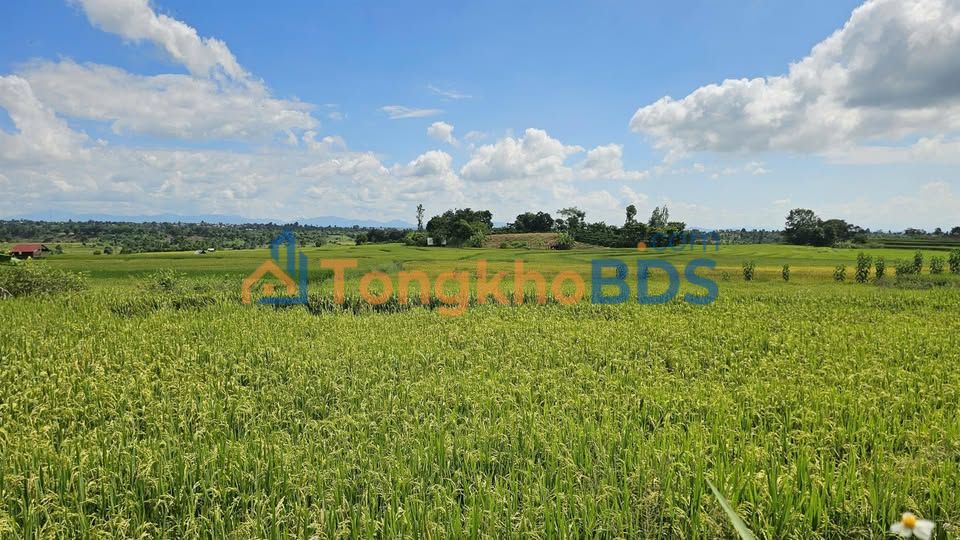 Đất View Đồng Chư Sê - 14400m² Sẵn Sàng Kinh Doanh