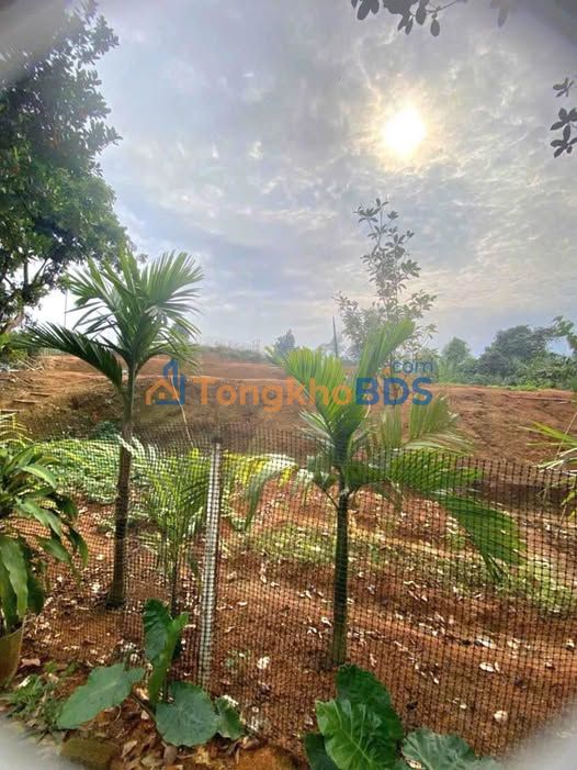 Bán Gấp Nhà Vườn 3530m² Tại Bảo Thắng, Lào Cai - Sẵn Vườn Ao Chuồng