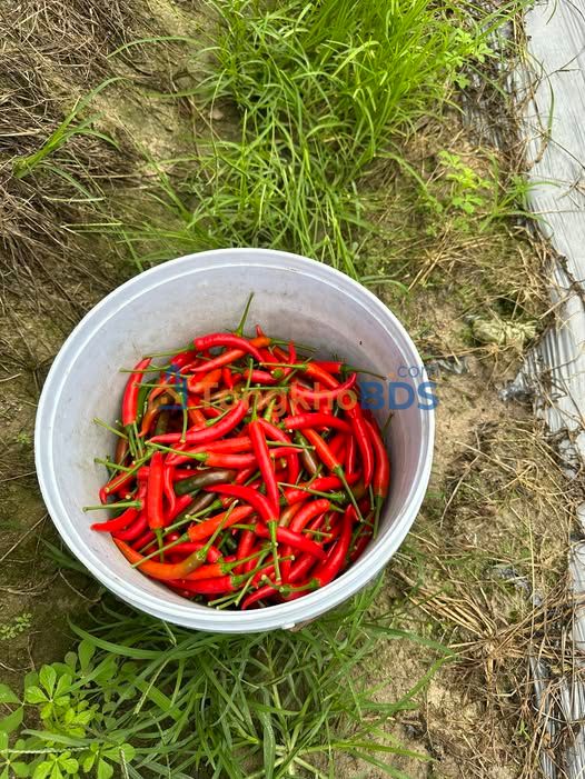 Đất Vườn Nhơn Mỹ 300m² - Sổ Thổ Cư, Giá Đầu Tư 5xx Triệu