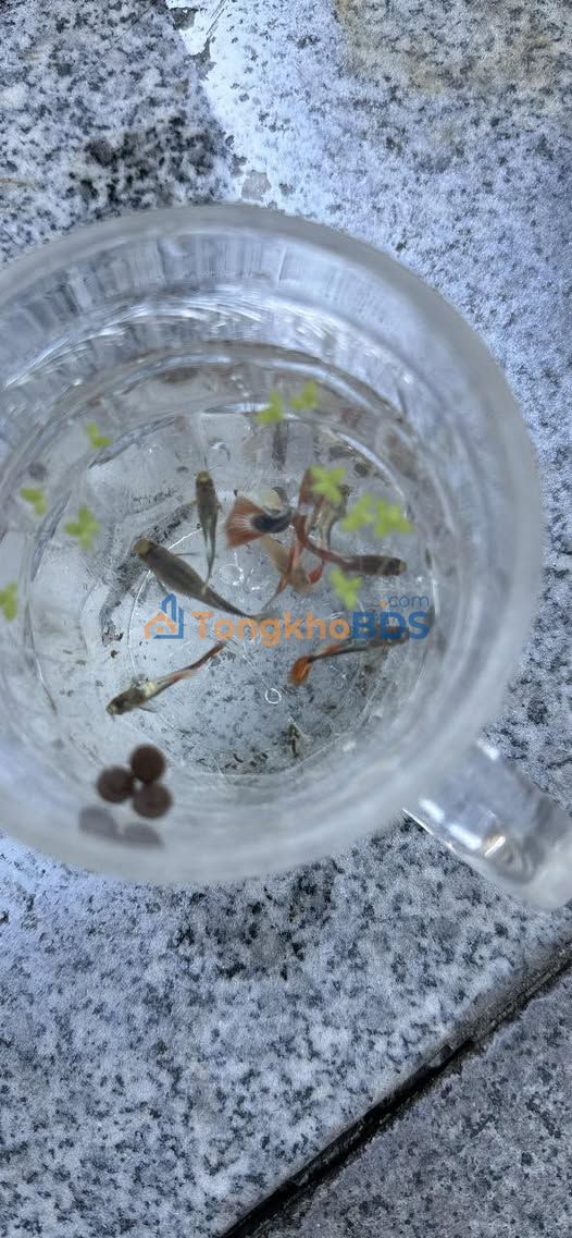 Đất nền QL1A Cát Tân 180m² 1.7 tỷ - Sổ đỏ chính chủ