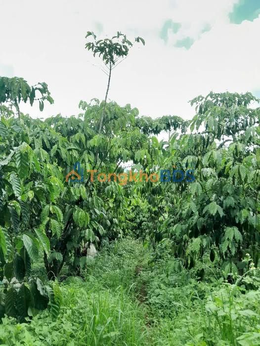 Bán Đất Vườn 7200m² Lộc Ngãi, Bảo Lâm - Sổ Riêng, Giá 1.18 Tỷ