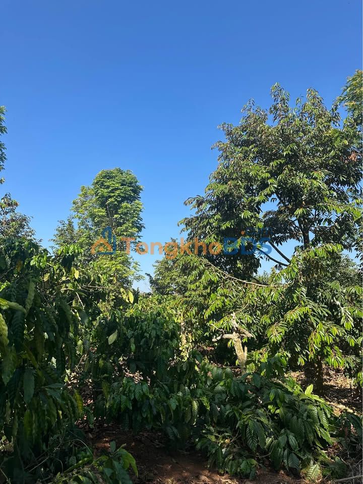 Farm Ea M'Drôh 2ha 6.5 tỷ - Đường to ô tô