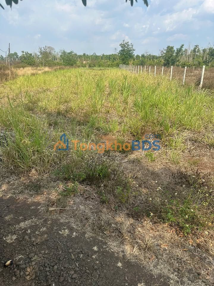 Đất nền Ea Nuôl, Buôn Đôn 1200m² - Sổ hồng sẵn, chỉ 195 triệu