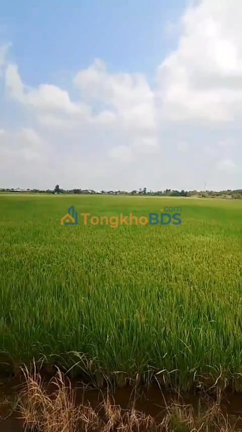 Bán Gấp 35.000m² Đất Lúa Tại Tân Thạnh, Long An - Giá Đầu Tư 1.3 Tỷ