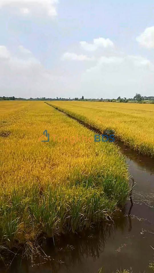 Bán Gấp 54.000m² Đất Lúa Long An - Sẵn Sàng Đầu Tư Sinh Lời