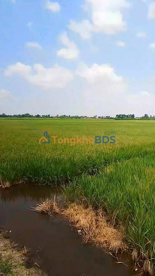 Bán Gấp 3.6ha Đất Lúa Long An - Giá Đầu Tư 45.5 Tỷ