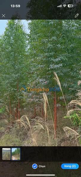 Bán gấp 60.000m² đất rừng Tràng Lương, Đông Triều - Sổ hồng, giá chỉ từ 200 triệu