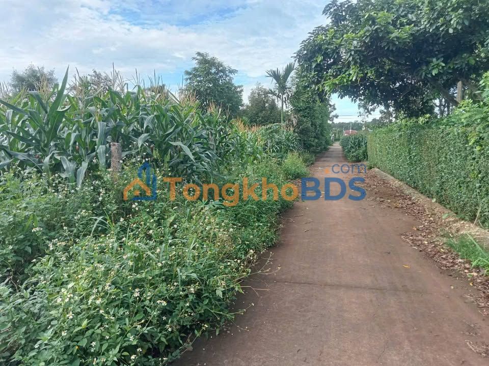 Đất nền Buôn Ko Tam 265m² 1 tỷ - Hạ tầng hoàn thiện