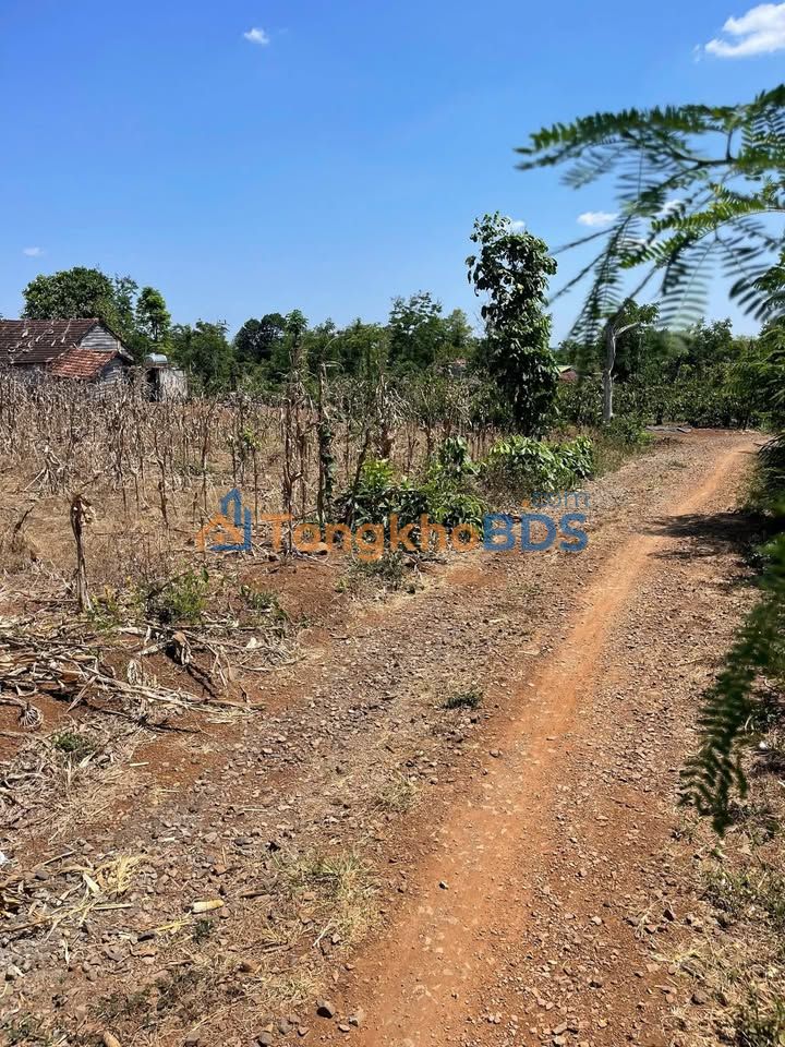 Đất Nền Krông Pắc Đắk Lắk - 900m² Thổ Cư, Cách Y Ngông 500m