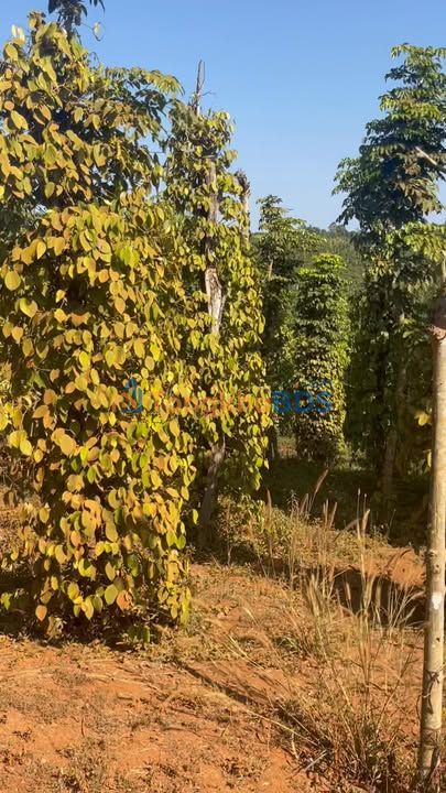 Bán Gấp Farm Cafe Tiêu 1ha Krông Nô, Đắk Lắk - Mặt Tiền Đường Thông 50m