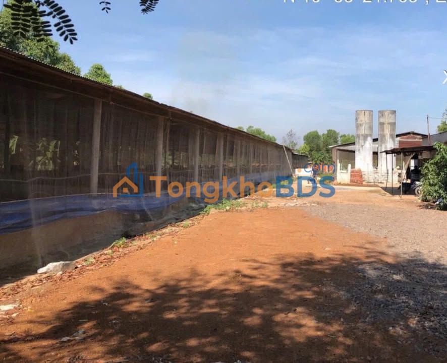 Farm 6900m² Phú Riềng - 2000 Heo Thịt, Dòng Tiền Ổn Định