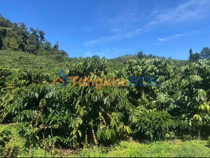 Bán gấp 25.200m² đất vườn Hoa Ninh, Đức Trọng - 4.9 tỷ