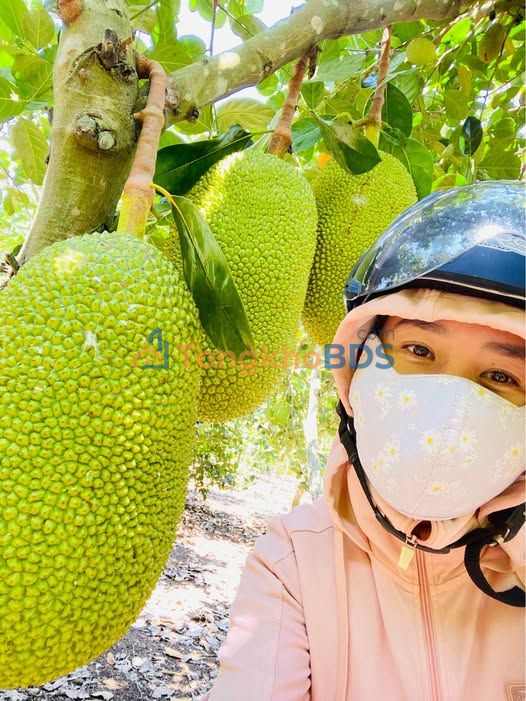 Đất vườn Phước Long Thọ 3.000m² 11,67 tỷ - Giá đầu tư tốt