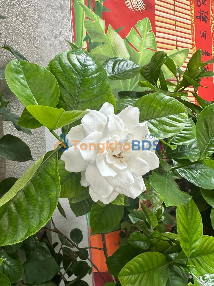 Bán Đất Góc 2 Mặt Tiền Quy Nhơn 221m² - Kinh Doanh Thoải Mái