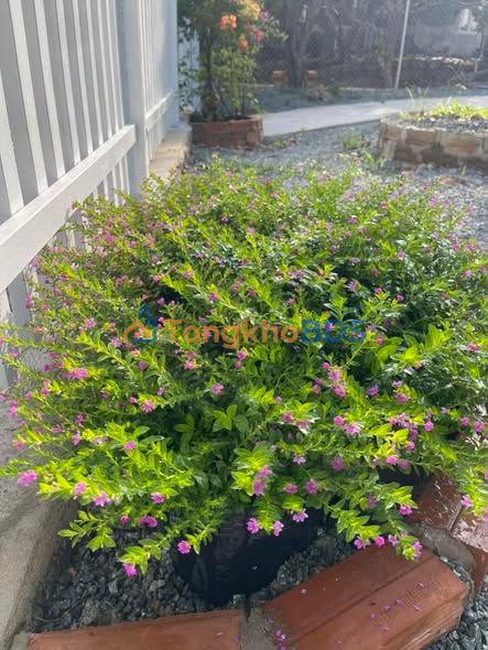 Farm 1000m² Tỉnh lộ 2 Diên Thọ - Hạ giá sâu còn 2.7 tỷ