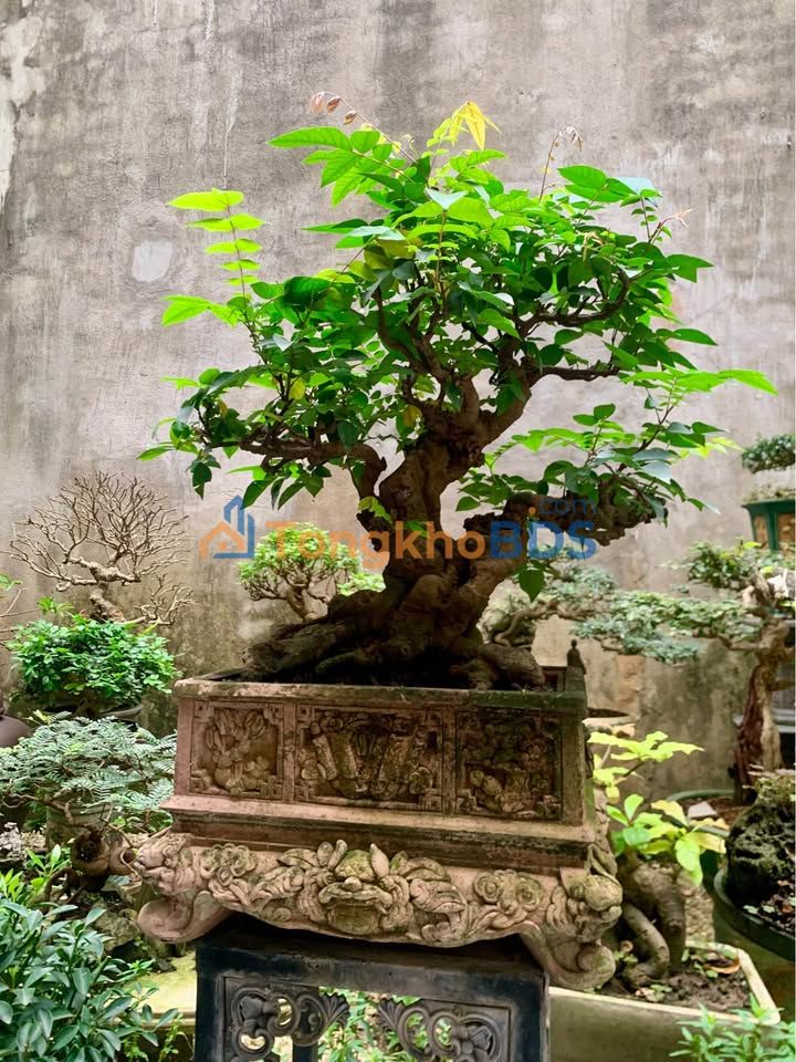 Nhà 2 Tầng 199m² Mặt Tiền 9m Đường Phạm Hồng Thái, TP Vinh - Giá Tốt