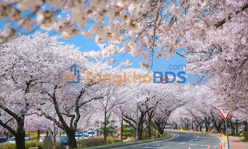 Mặt Tiền Kinh Doanh Lê Ngô Cát, Phú Mỹ - 120m² Thổ Cư, Sẵn Sàng Ở Ngay