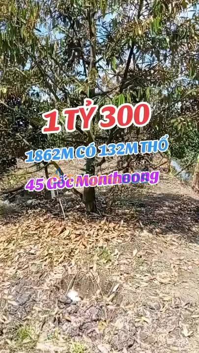 Dat vuon Thach Hoa Co Do 1.862m2 1,299 ty - Sinh thai xanh