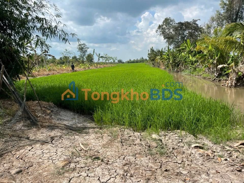 Đất Vườn Hậu Giang 13650m² - Sổ Đỏ Chính Chủ, Giá Đầu Tư 5.28 Tỷ