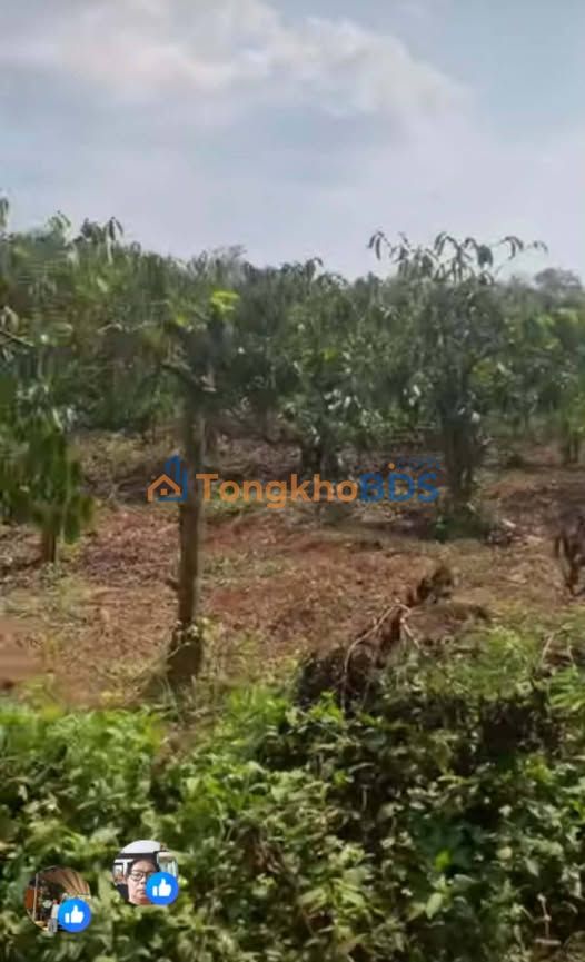 Bán Đất Đắk Lắk 1800m² - Vườn Cà Phê Già, Giá 850 Triệu