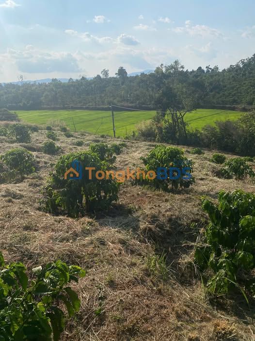 Bán Đất Đỏ Bazan 3500m² Làng Bô, Phú Thiện - Giá 480 Triệu