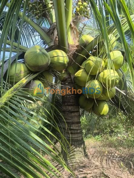 Bán Gấp 25.200m² Đất Vườn Trồng Dừa, Cà Phê Tại Đồng Phú, Bình Phước - Giá 500 Triệu