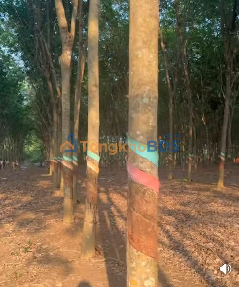 Bán Gấp 2.1ha Cao Su Long Tân, Phú Riềng - Đất Bằng, Xe Hơi Tới Vườn
