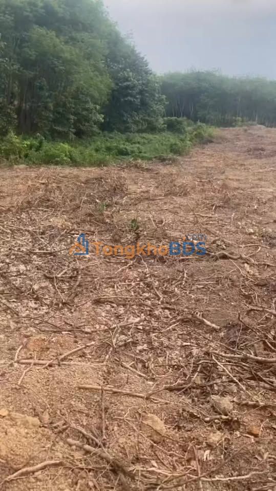 Đất Vườn 1.4ha Tại Phú Riềng, Bình Phước - Sẵn Sàng Kiến Tạo Trang Trại Ưng Ý