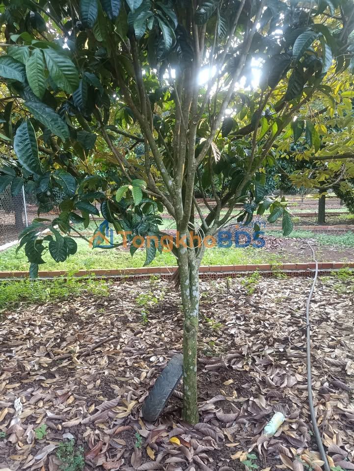 Đất nền Dầu Giây 125m² 430 triệu - Sổ hồng riêng