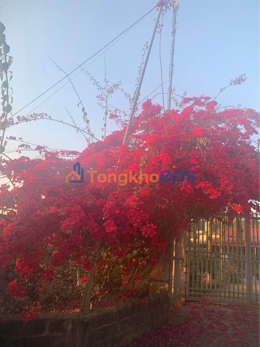 Bán Gấp Nhà Vườn Mái Thái 3100m² Tỉnh Sơn La - Vườn Cây Ăn Quả Trĩu Cành