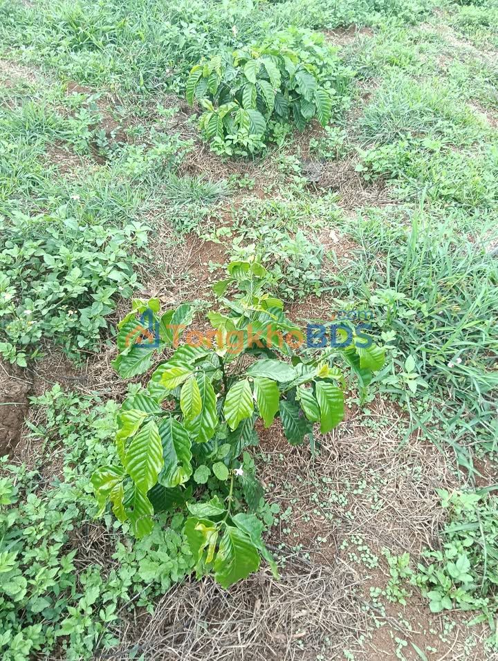 Bán Gấp Farm 2ha Đăk Glong, Đắk Nông - Giá Đầu Tư 1.7 Tỷ