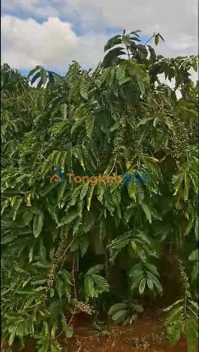 Bán Đất 400m² Tân Văn, Lâm Hà - Giá 3 Tỷ, Cà Phê Giống Mới