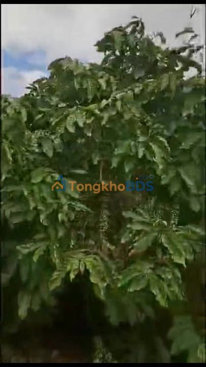 Bán Đất Tân Văn Lâm Hà 7100m² - Sổ Đỏ Thổ Cư, Đường Xe Hơi