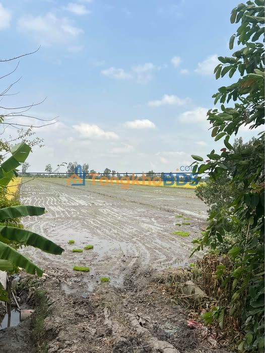 Đất nền Vĩnh Nhuận An Giang 22 công 3.74 tỷ - Sổ đỏ chính chủ