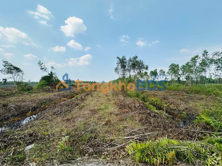 Đất Vườn Tiền Giang 14.000m² - Sổ Riêng, Gần KCN Tân Phước, Giá Đầu Tư 2.75 Tỷ