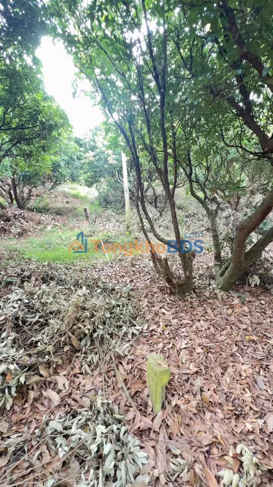 Đất Vườn Bắc Giang 5600m² - Full Vải Cổ Thụ, Giá Đầu Tư 1 Tỷ