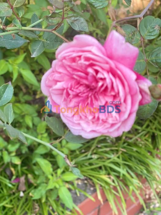 Bán Gấp Đất Nền Lục Ngạn, Bắc Giang 737m² - Sổ Đỏ Rõ Ràng