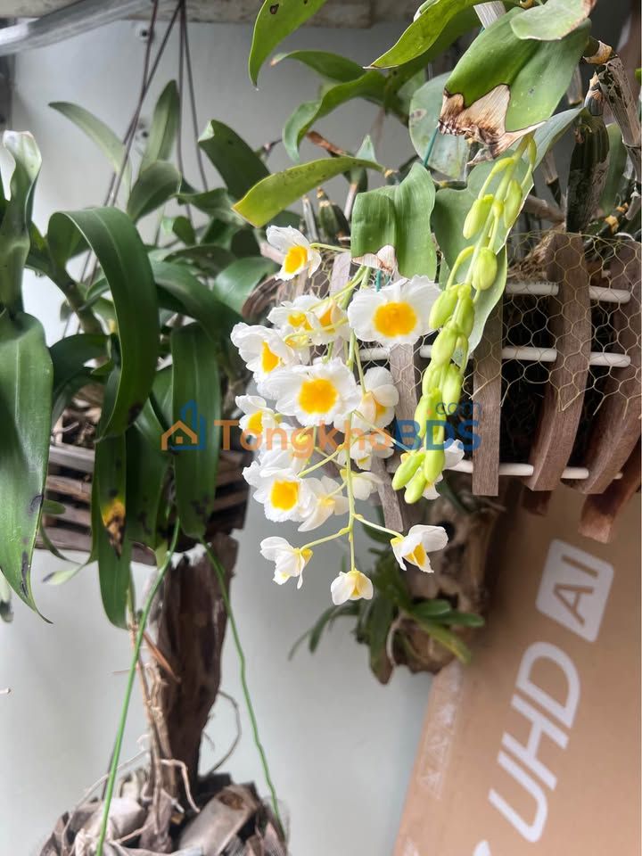 Bán Đất Nền Vĩnh Yên 100m² Mặt Tiền 5m - Sổ Sắp Bàn Giao