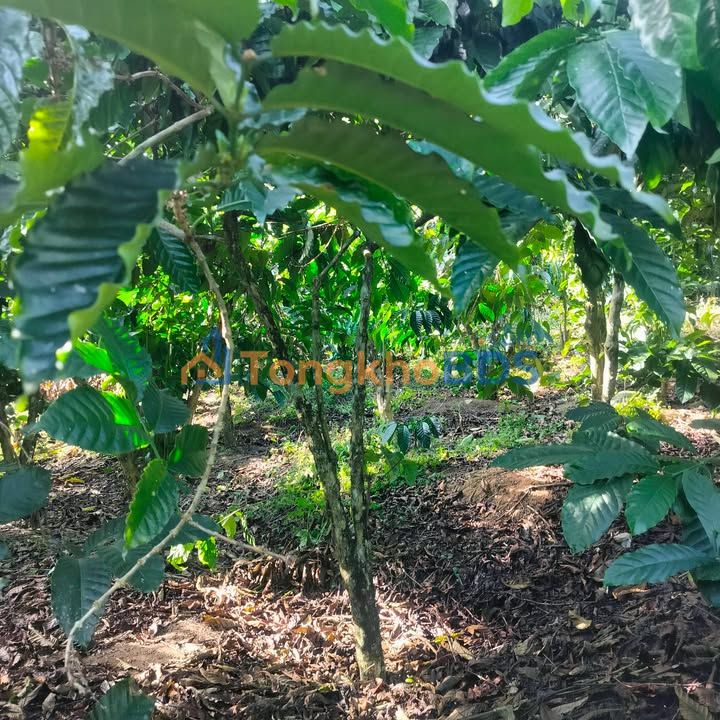 Bán Gấp Vườn Sầu Riêng 20.000m² Tại Đam Rông - Giá 600 Triệu