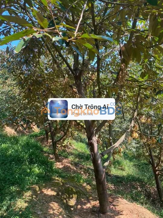 Đất nền Đam Rông 20.000m² 3,5 tỷ - Sổ đỏ chính chủ