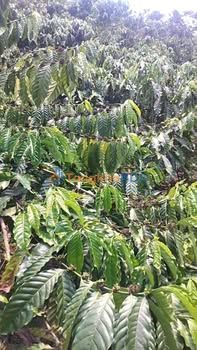 Bán Gấp Farm 21.600m² Đam Rông - Kinh Doanh Cafe Lợi Nhuận Cao, Sầu Riêng Trĩu Quả