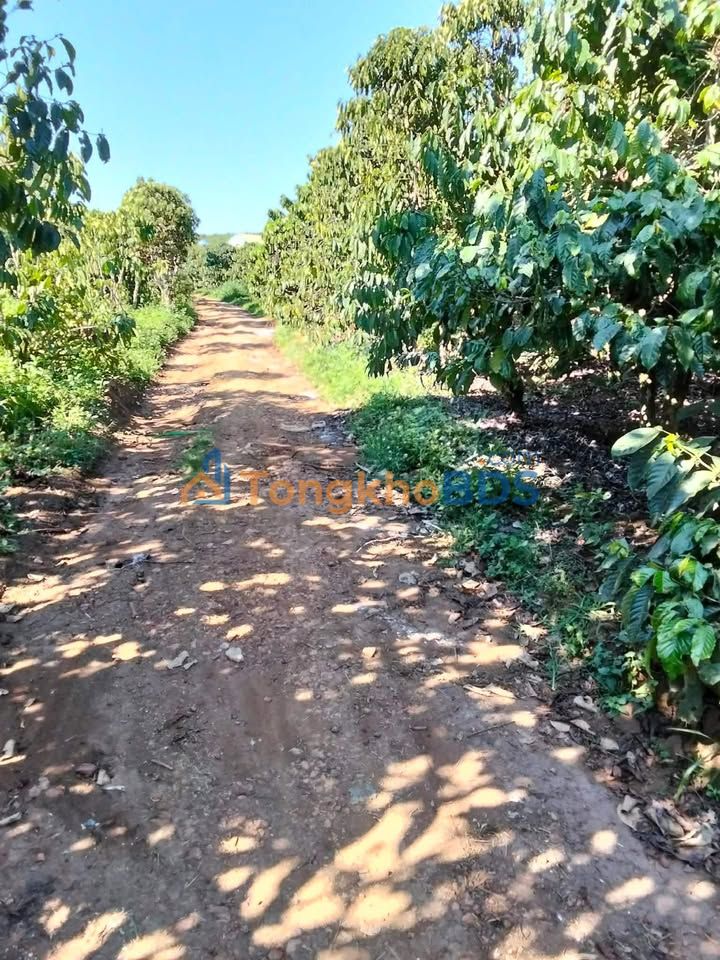 Đất Vườn 6644m² Đà Lạt - Sổ Hồng Riêng, Giá Đầu Tư 33.2 Tỷ