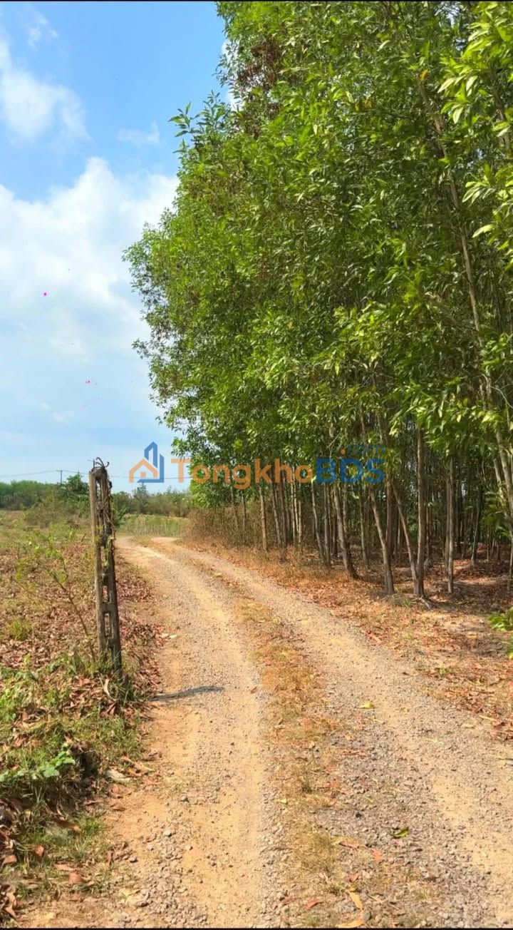 Đất Vườn Đồng Nai 7800m² Giá 1.2 Tỷ - Sổ Hồng Riêng