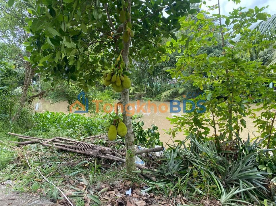 Bán Gấp Đất Vườn 300m² Cần Thơ - Sổ Hồng Riêng, Giá 650 Triệu