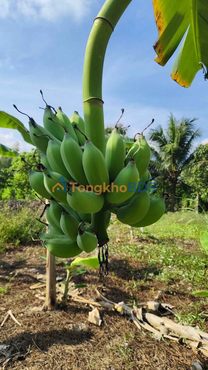 Bán Đất Phường Ninh Đa 90m² - Sổ ODT, Mặt Tiền Bê Tông Thông