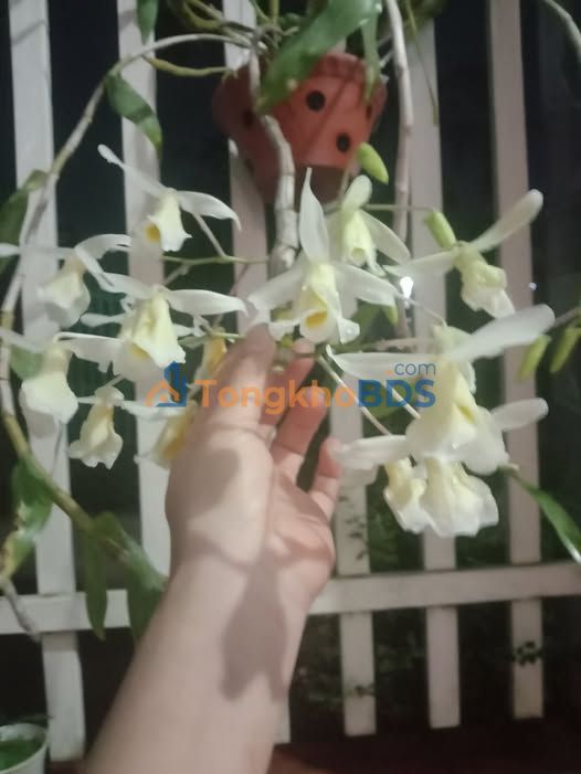 Đất Vườn Đăk Lăk: 4000m² Mặt Tiền QL26 Krông Pắc - Sổ Đỏ Thổ Cư