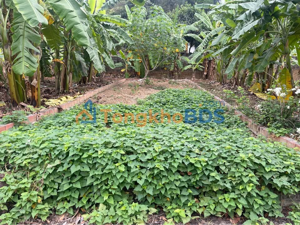 Đất Nền Thủy Nguyên 60m² - Sổ Đỏ Chính Chủ, Giá Đầu Tư