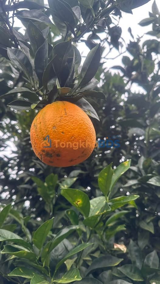 Bán Đất Nền 210m² Trạm Thú Y Cũ Thanh Xương - Giá Thỏa Thuận